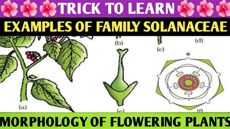 solanaceae examples trick