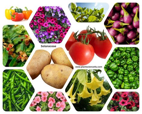 solanaceae examples vegetables