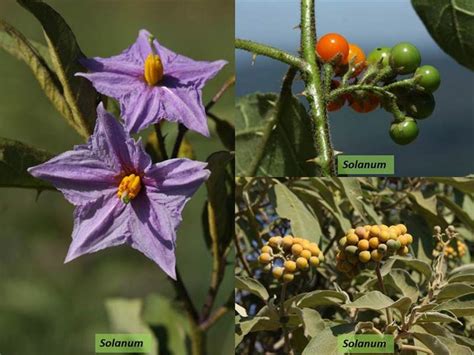 solanaceae examples with scientific name
