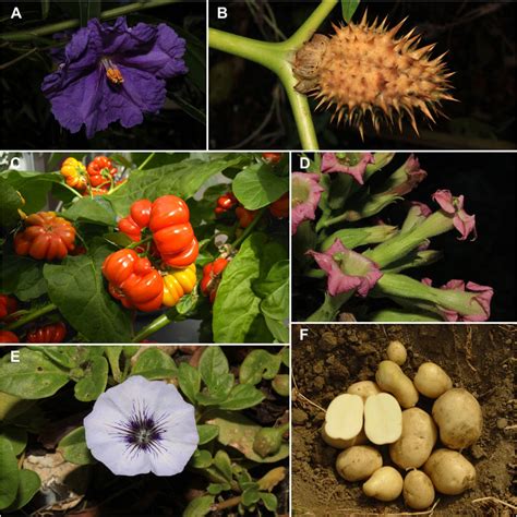 solanaceae list