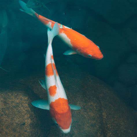 Solid Colored Koi Fish