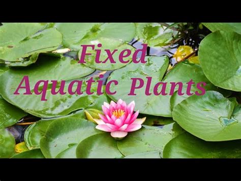 some examples of fixed aquatic plants