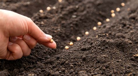 sowing