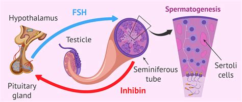 spermatogenesis fsh
