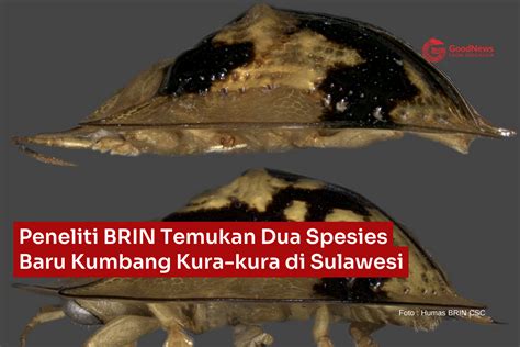 spesies baru