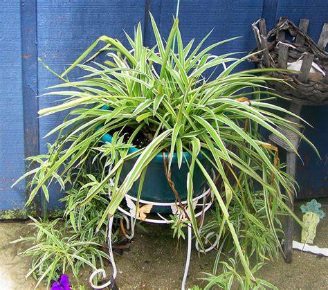 spider plant