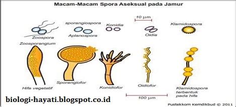 Spora jamur