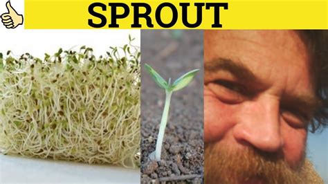 sprouts meaning in english