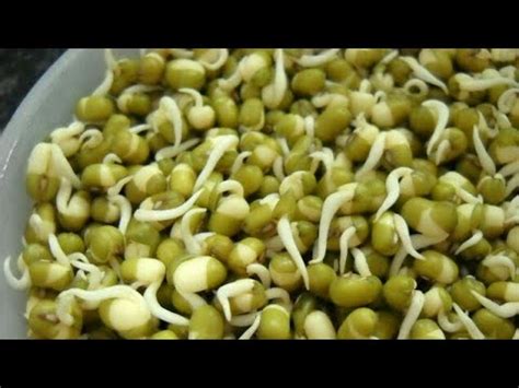 sprouts meaning in urdu