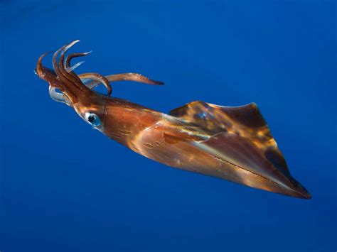 Seekor cumi-cumi berenang di laut biru