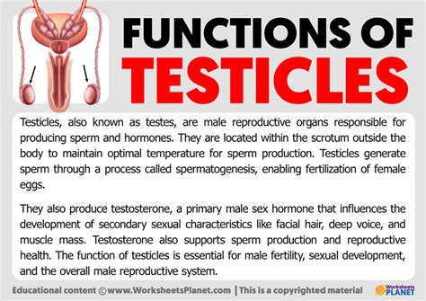 state the function of testis class 10