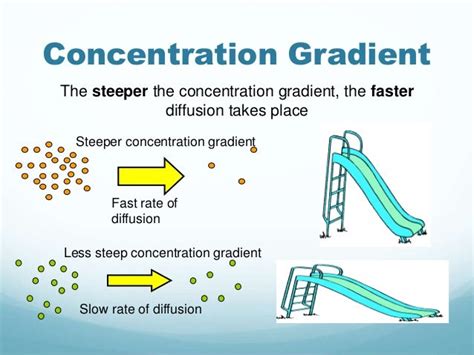 steep diffusion gradient meaning