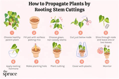 stem cutting propagation