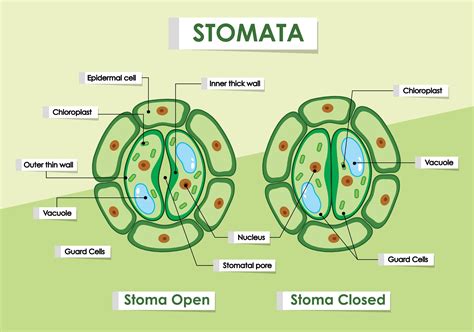 stomata
