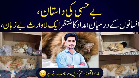 stray cat meaning in urdu