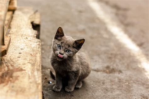stray kitten meaning