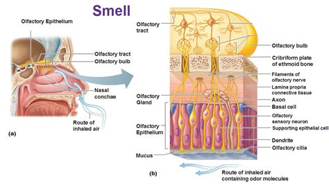 structure and function of olfaction