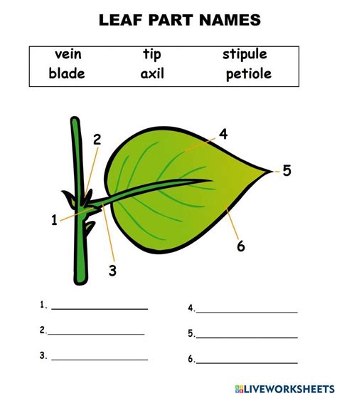 structure of a leaf for class 4th