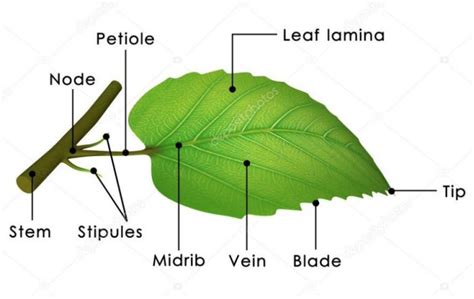 structure of a leaf for class 6
