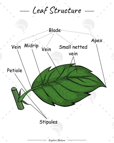 structure of a leaf grade 4