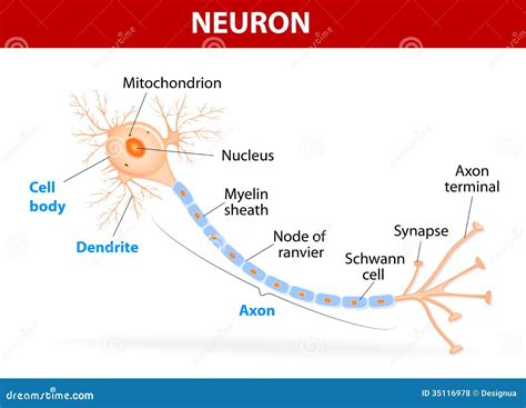 structure of a neuron showing axon
