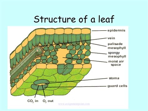 structure of leaf in photosynthesis