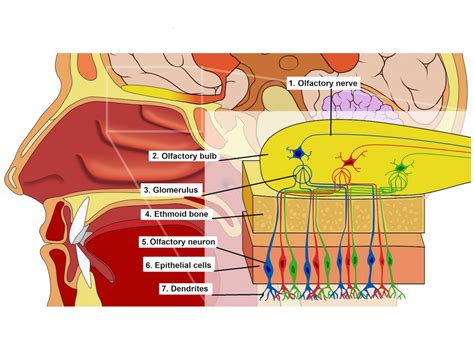 structure of olfactory nerve