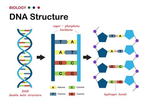 struktur DNA