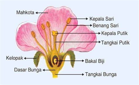 Anatomi Bunga Lengkap