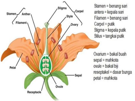 struktur dasar bunga