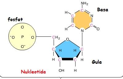 struktur dasar nukleotida