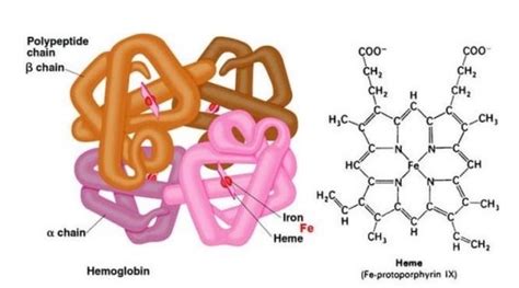 struktur hemoglobin