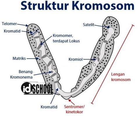kromosom
