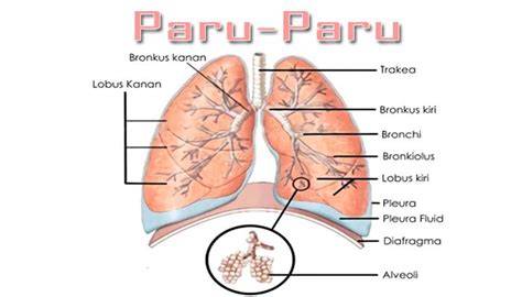 struktur paru paru
