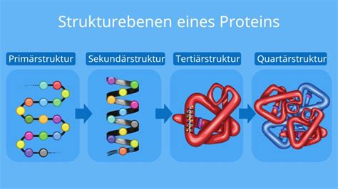 Protein