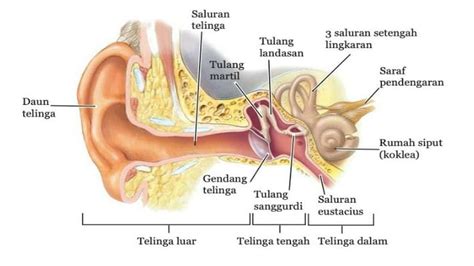 Struktur telinga manusia