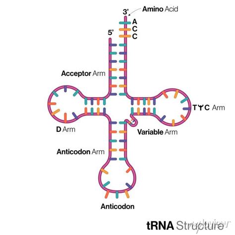 struktur trna dan anticodon
