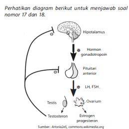 sumbu hpg hormon