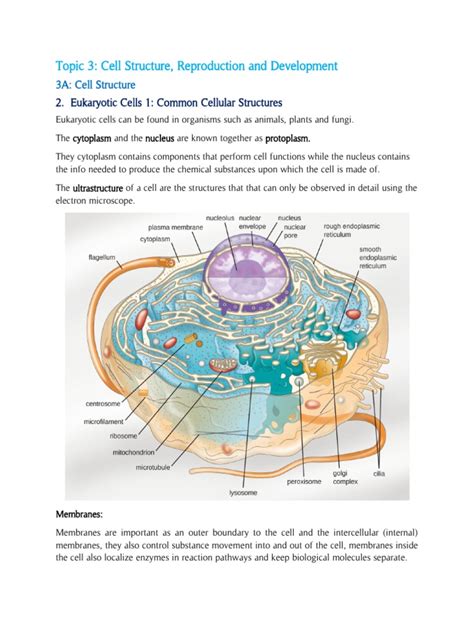 summary of protein synthesis in a eukaryotic cell