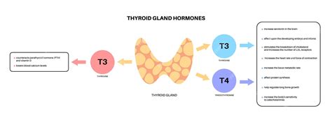 t3 and t4 function