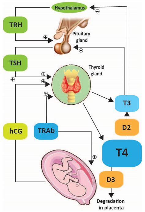 t3 and t4 function in pregnancy