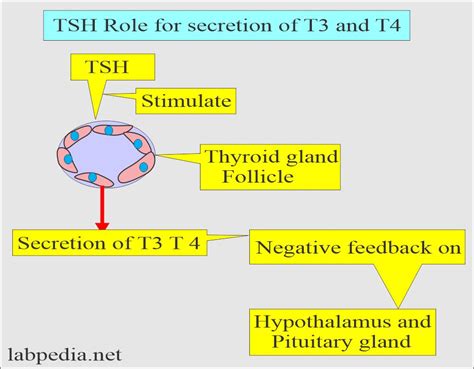 t3 and t4 function test