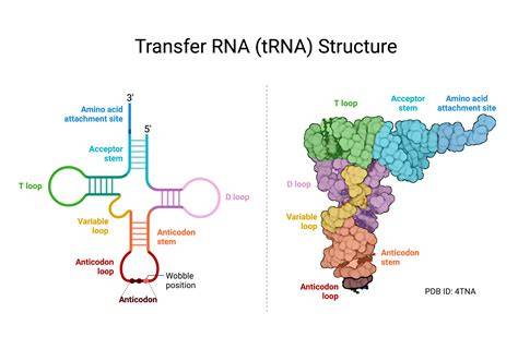 Struktur tRNA