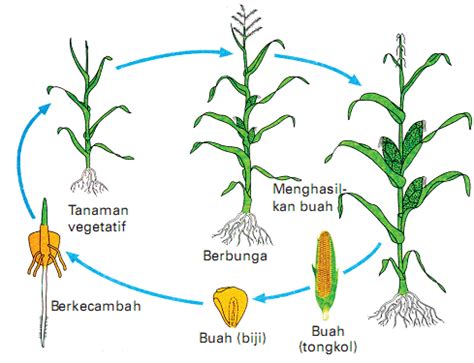 tanah-optimal-pertumbuhan-jagung-indonesia