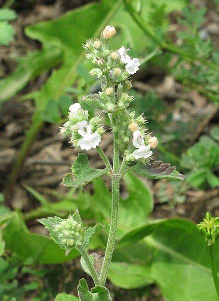 tanaman catnip