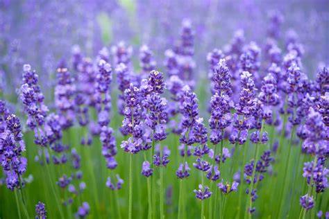 tanaman lavender