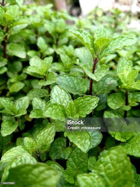 tanaman mint