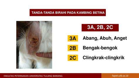 tanda anjing birahi