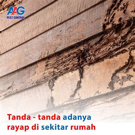 Gimana Cara Tau Ada Rayap di Rumah?
