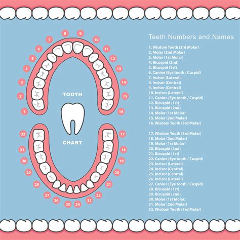 Teeth Chart Numbers